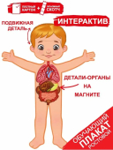 Обучающий детский набор "Внутренние органы человека" 59,385,00