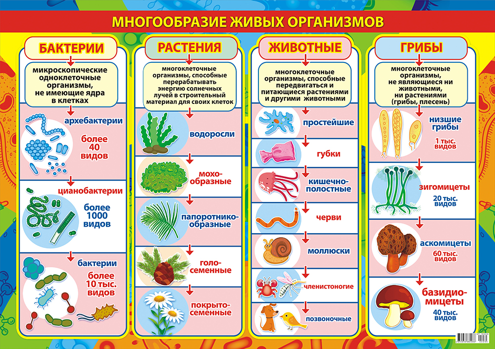 1 шт 3 растительное. Многообразие живых организмов. Наглядное пособие "биология". Обучающие плакаты для детского сада. Плакаты для школьников начальных классов.