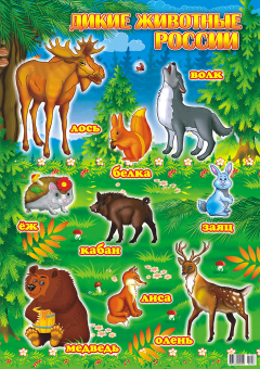 Плакат-постер А2 "Дикие животные России" ПД-056