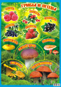 Плакат-постер А2 "Грибы и ягоды" ПД-058