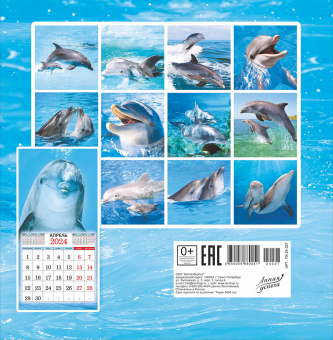 СРЕДНИЙ перекидной настенный календарь на скрепке на 2024 год "Дельфины" ПК-24-027 (без упаковки)
