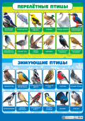 Обучающий плакат "Зимующие и перелетные птицы" ПОК-131