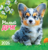 СРЕДНИЙ перекидной настенный календарь на скрепке на 2026 год "Собаки. Милый друг" ПК-26-034 СРЕДНИЙ перекидной настенный календарь на скрепке на 2026 год "Собаки. Милый друг" ПК-26-034