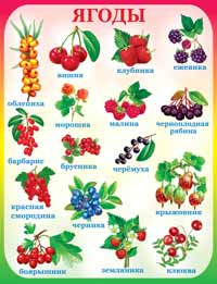 Плакат "Ягоды" 1ПЛ-197