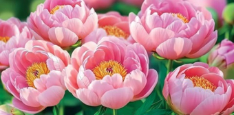 Конверт для денег "Без надписи" 4-15-1824